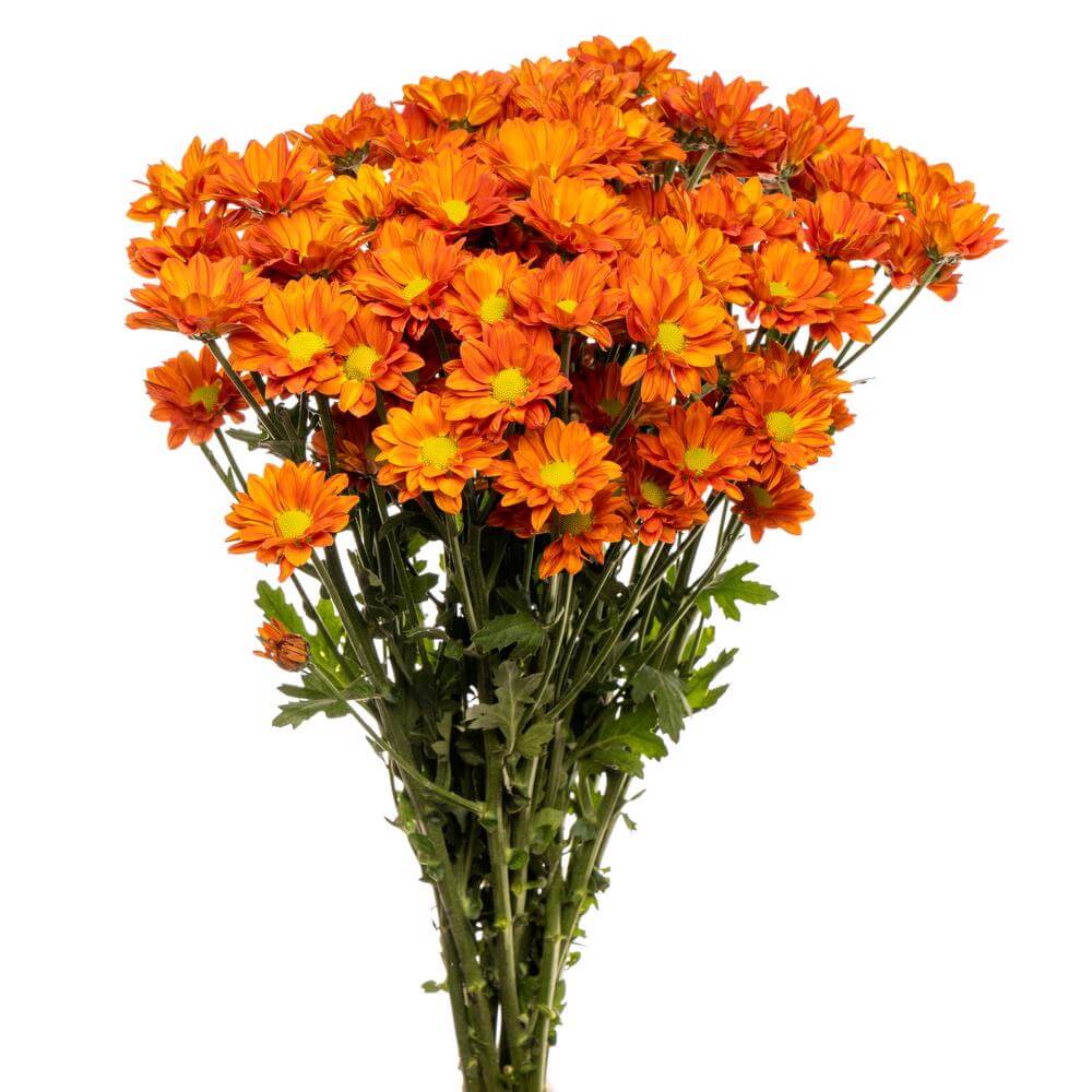 Orange Daisy Pom - 7 stem bunch