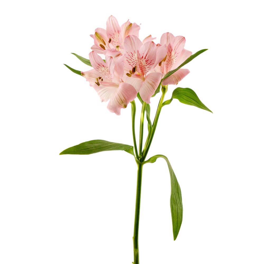Alstroemeria Pink - 10 stem bunch