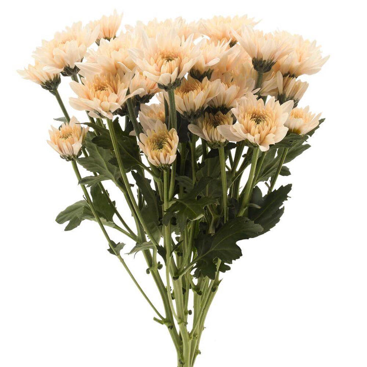 Peach Daisy Pom - 7 stem bunch