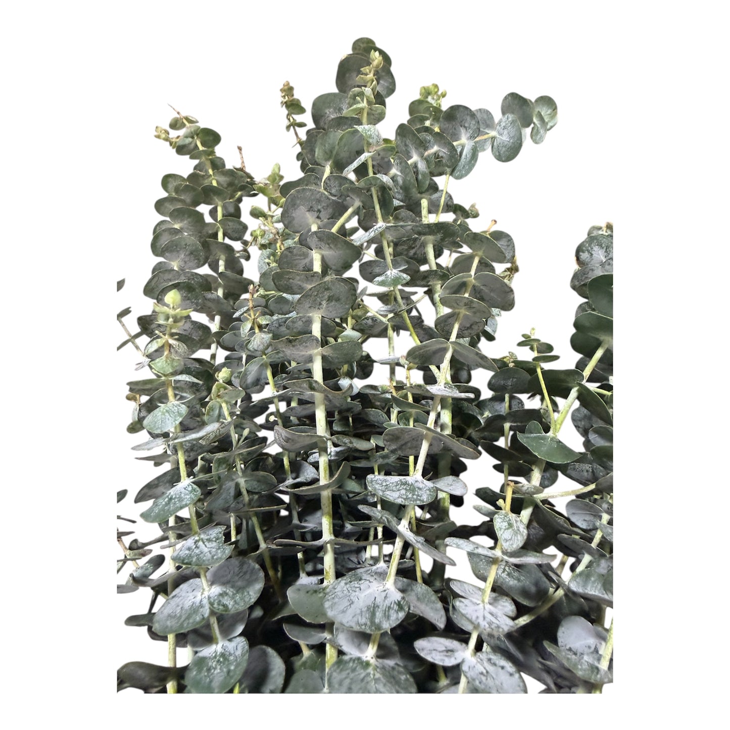 Baby Eucalyptus - 10 stem bunch