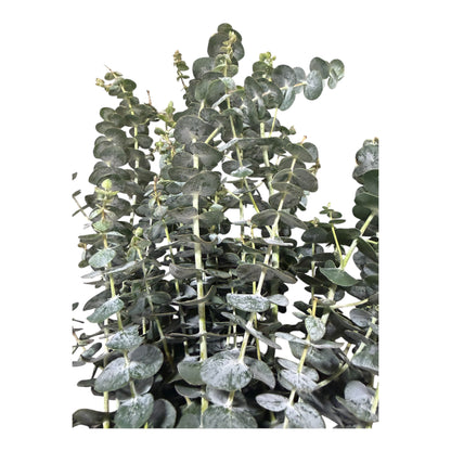 Baby Eucalyptus - 10 stem bunch