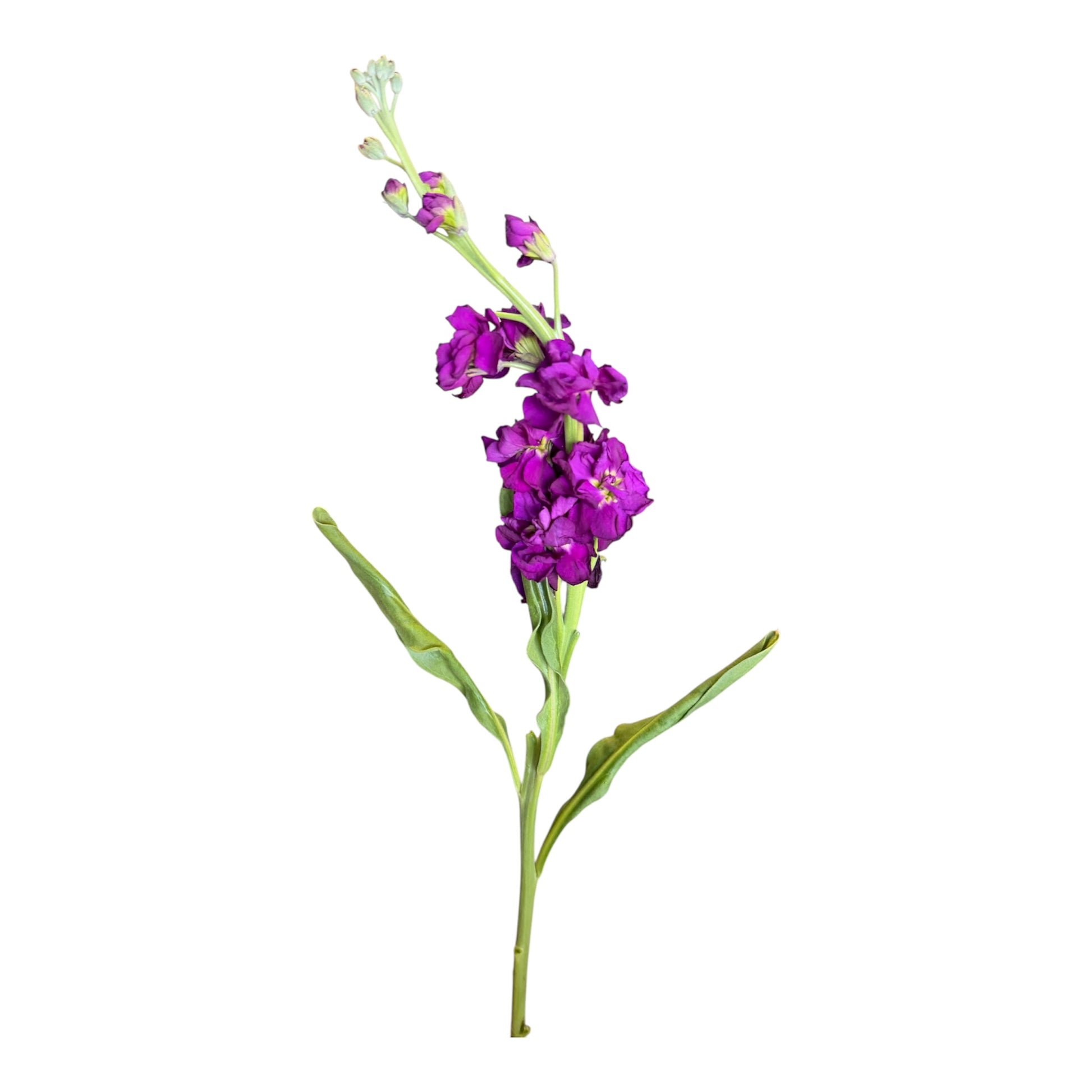 Stock- Purple 10stem bunch