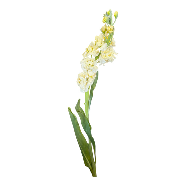 Stock- Cream 10stem bunch