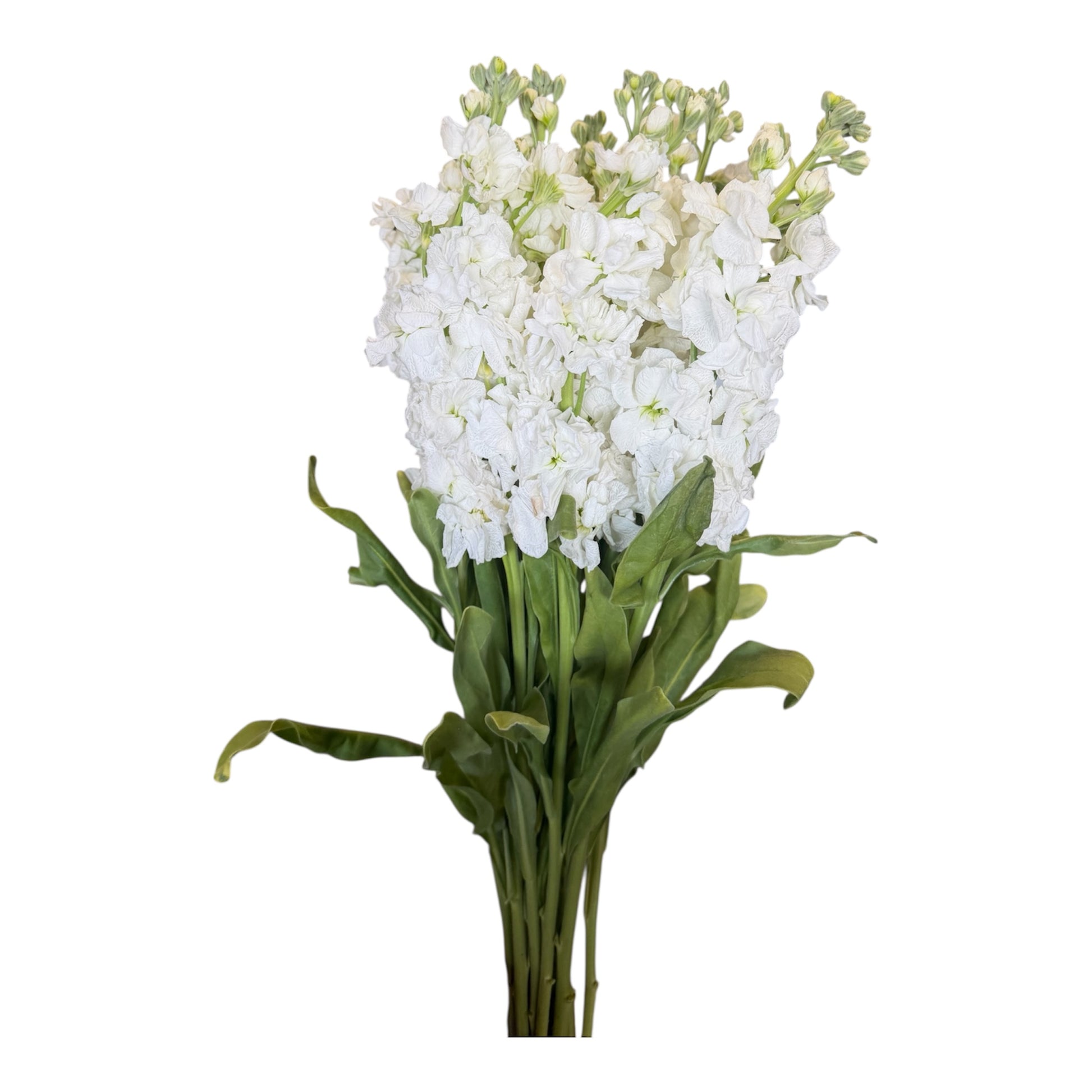 Stock- White 10stem bunch
