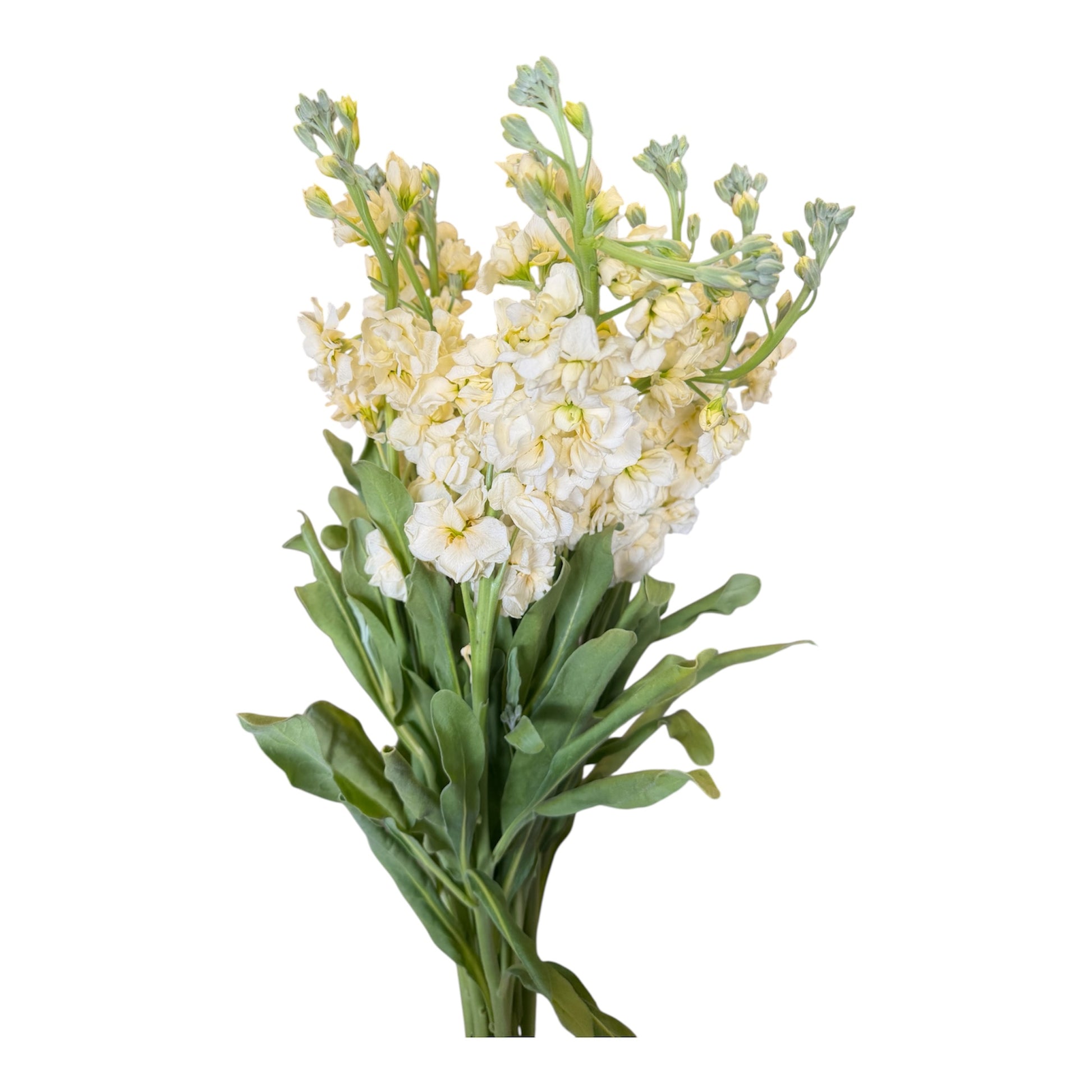 Stock- Cream 10stem bunch