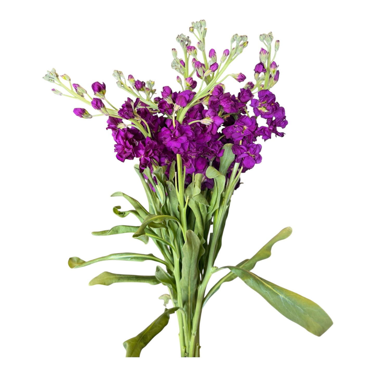 Stock- Purple 10stem bunch