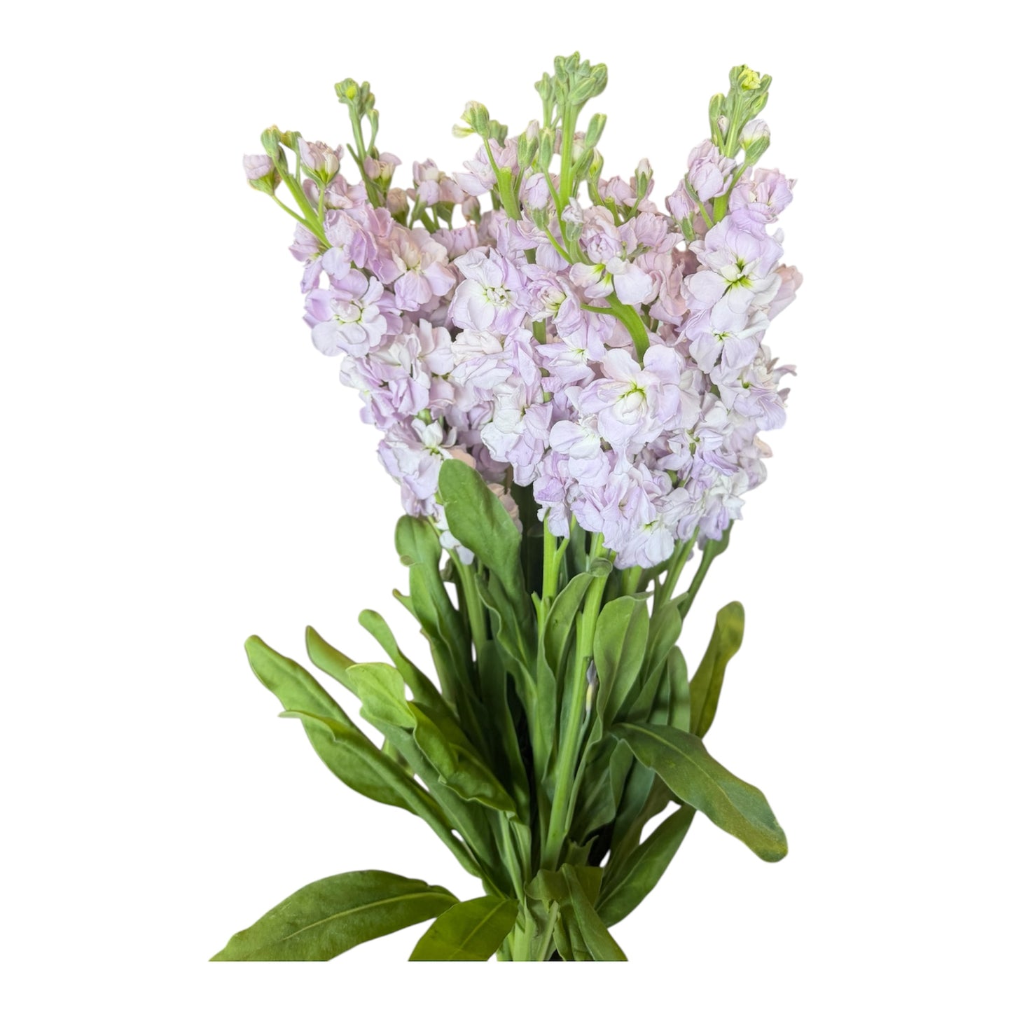 Stock- Lavender 10stem bunch