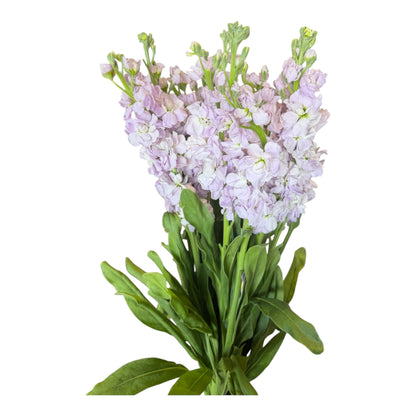 Stock- Lavender 10stem bunch