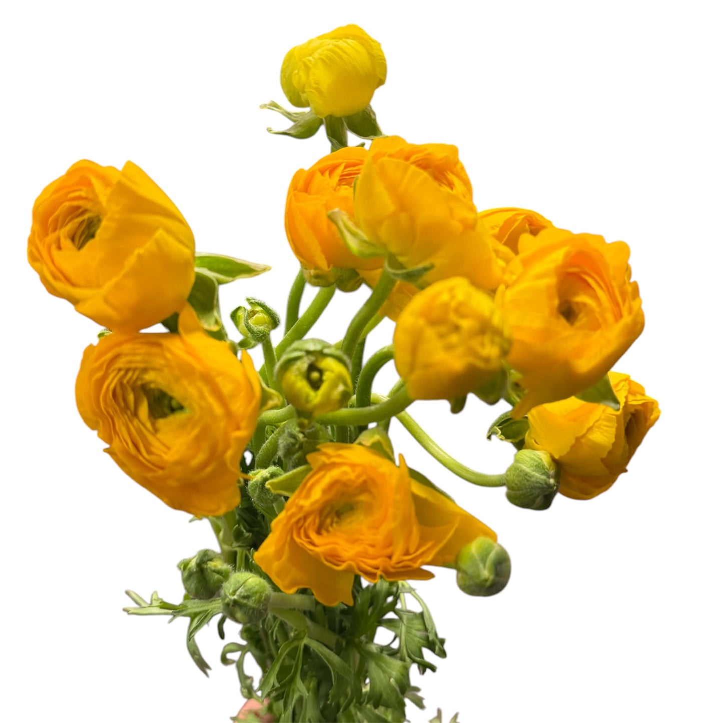 Ranunculus Yellow - 10 stem bunch