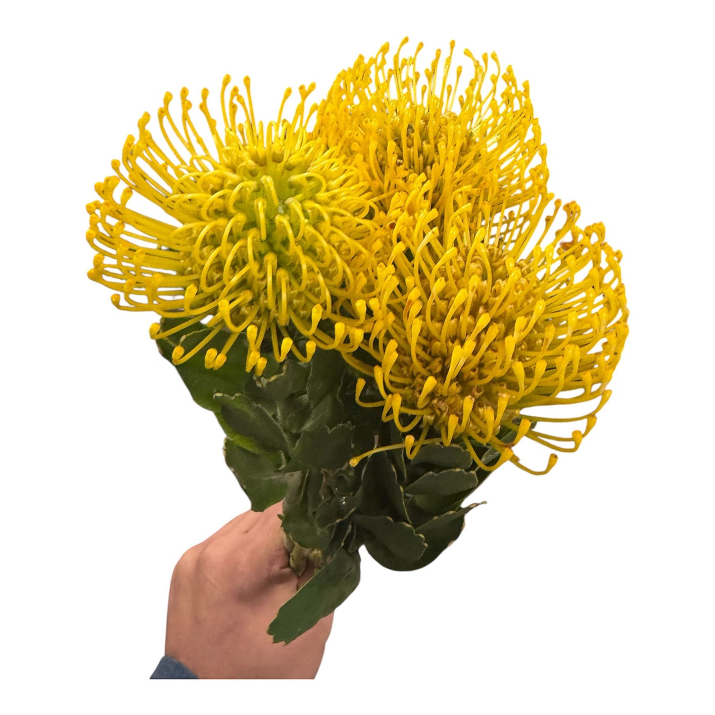 Pin Cushion Protea Yellow - 5 stem