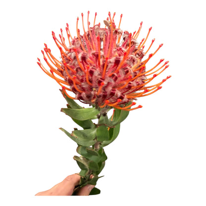 Pin Cushion Protea Orange - 5 stem