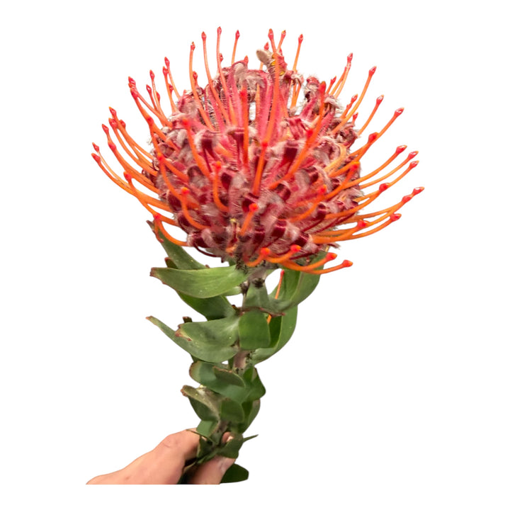 Pin Cushion Protea Orange - 5 stem