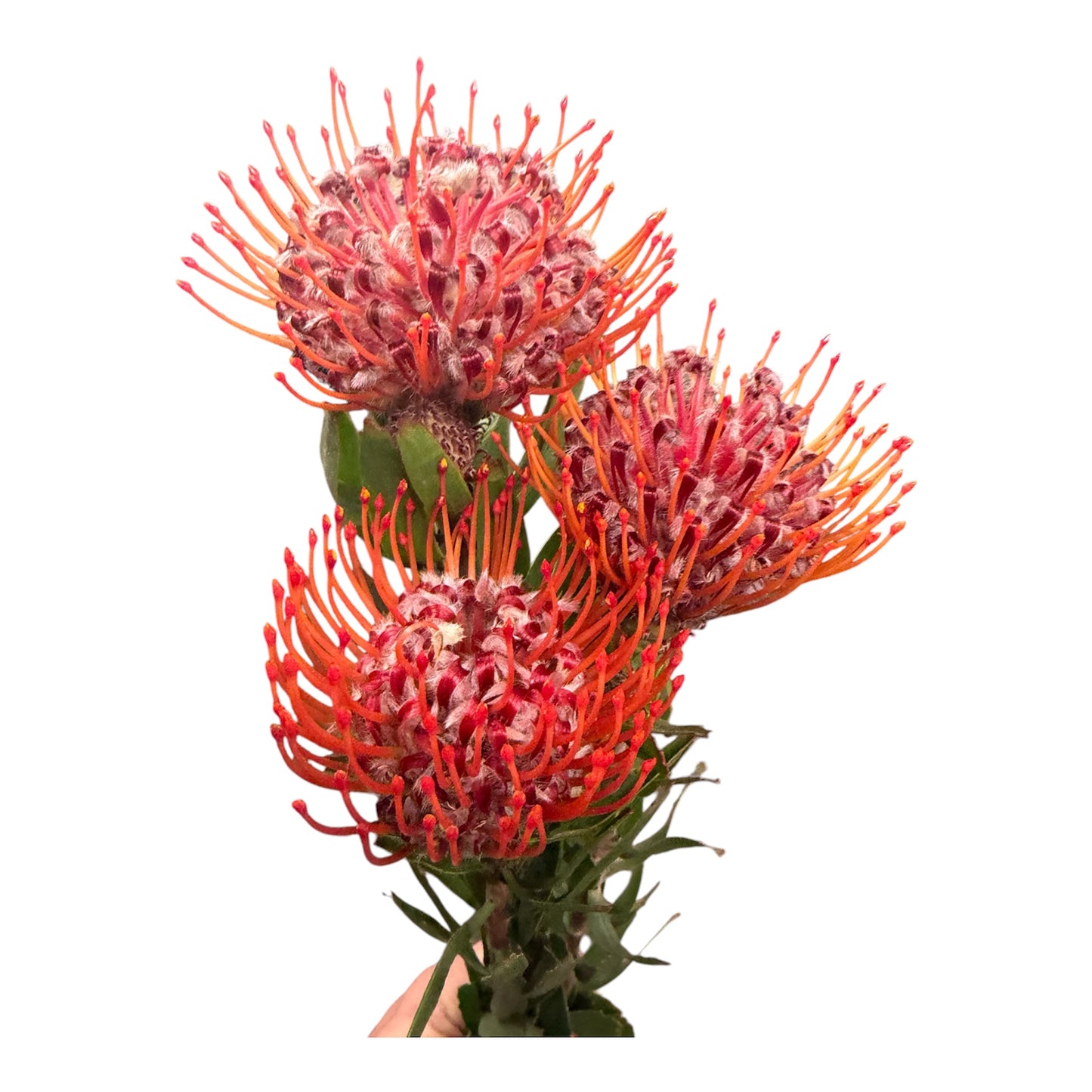 Pin Cushion Protea Orange - 5 stem