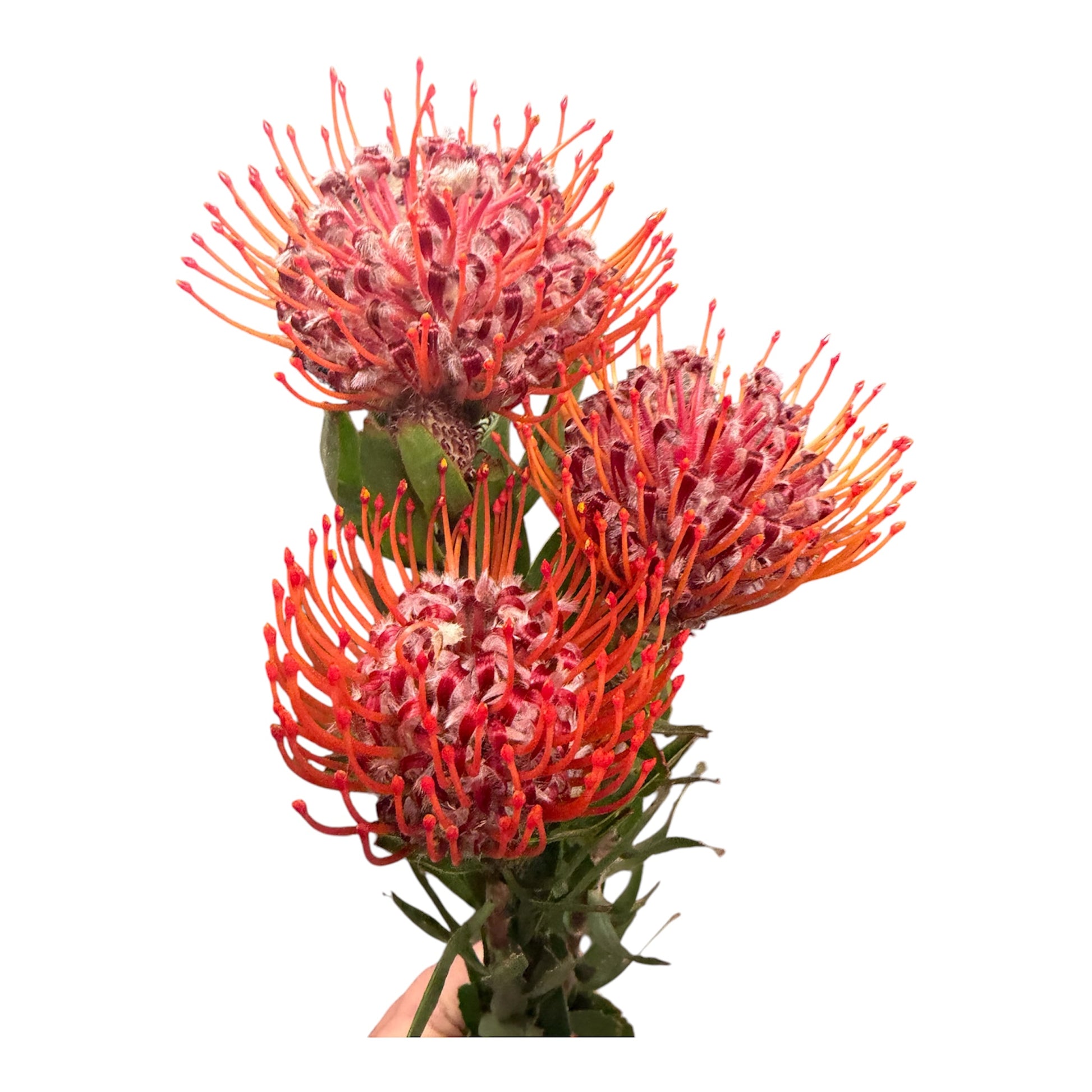 Pin Cushion Protea Orange - 5 stem