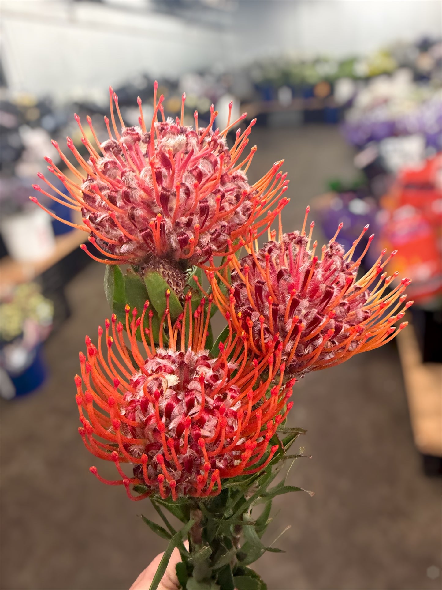 Pin Cushion Protea Orange - 5 stem