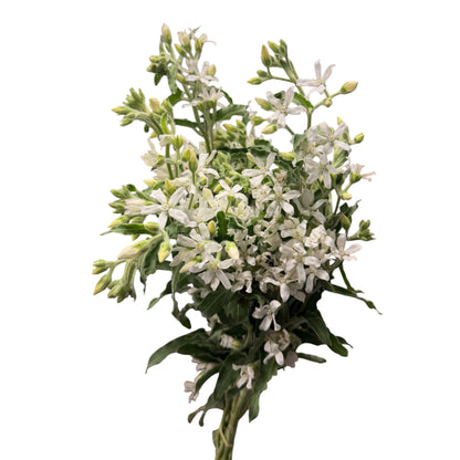 Tweedia White - 10 stem bunch