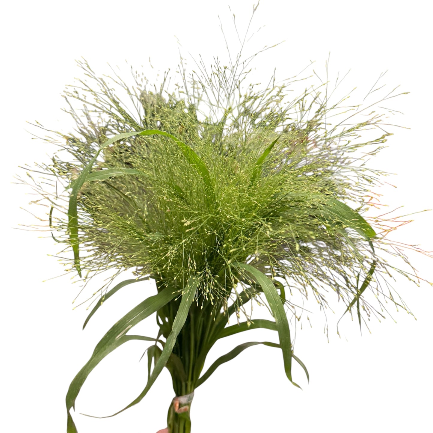Explosion Grass - 10 stem bunch