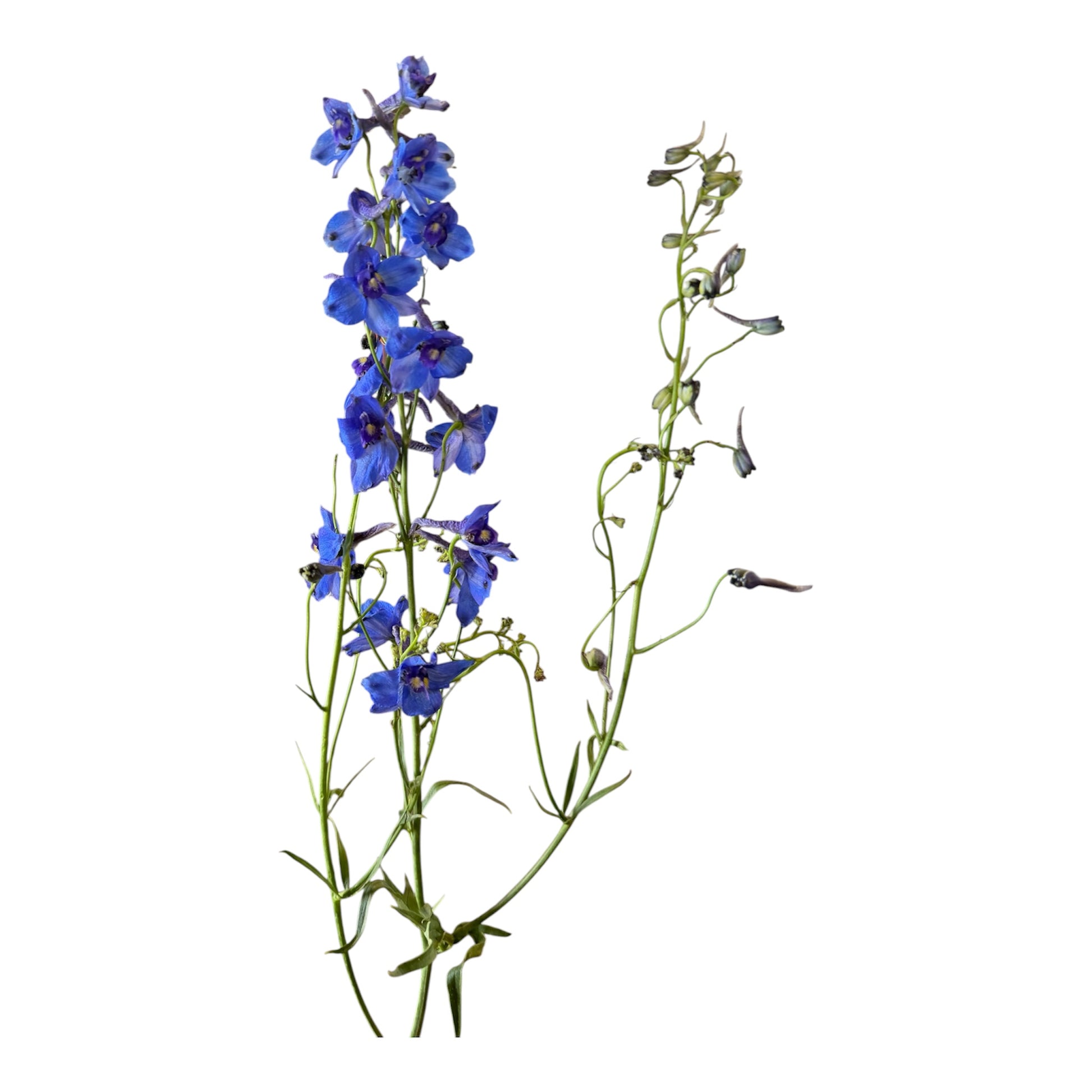 Belladonna Delphinium Dark Blue