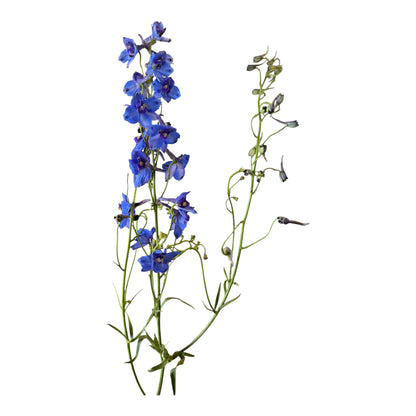 Belladonna Delphinium Dark Blue