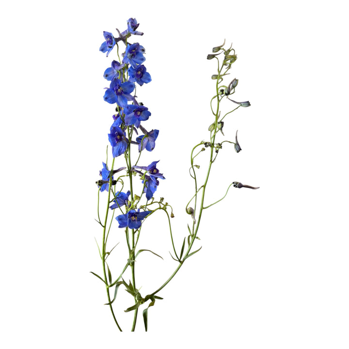 Belladonna Delphinium Dark Blue