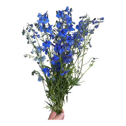 Belladonna Delphinium Dark Blue