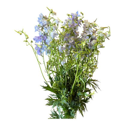 Belladonna Delphinium - Light Blue - 10 stems