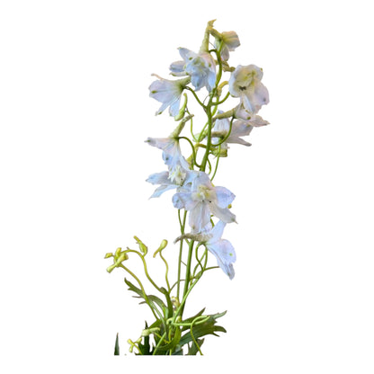 Belladonna Delphinium - Light Blue - 10 stems