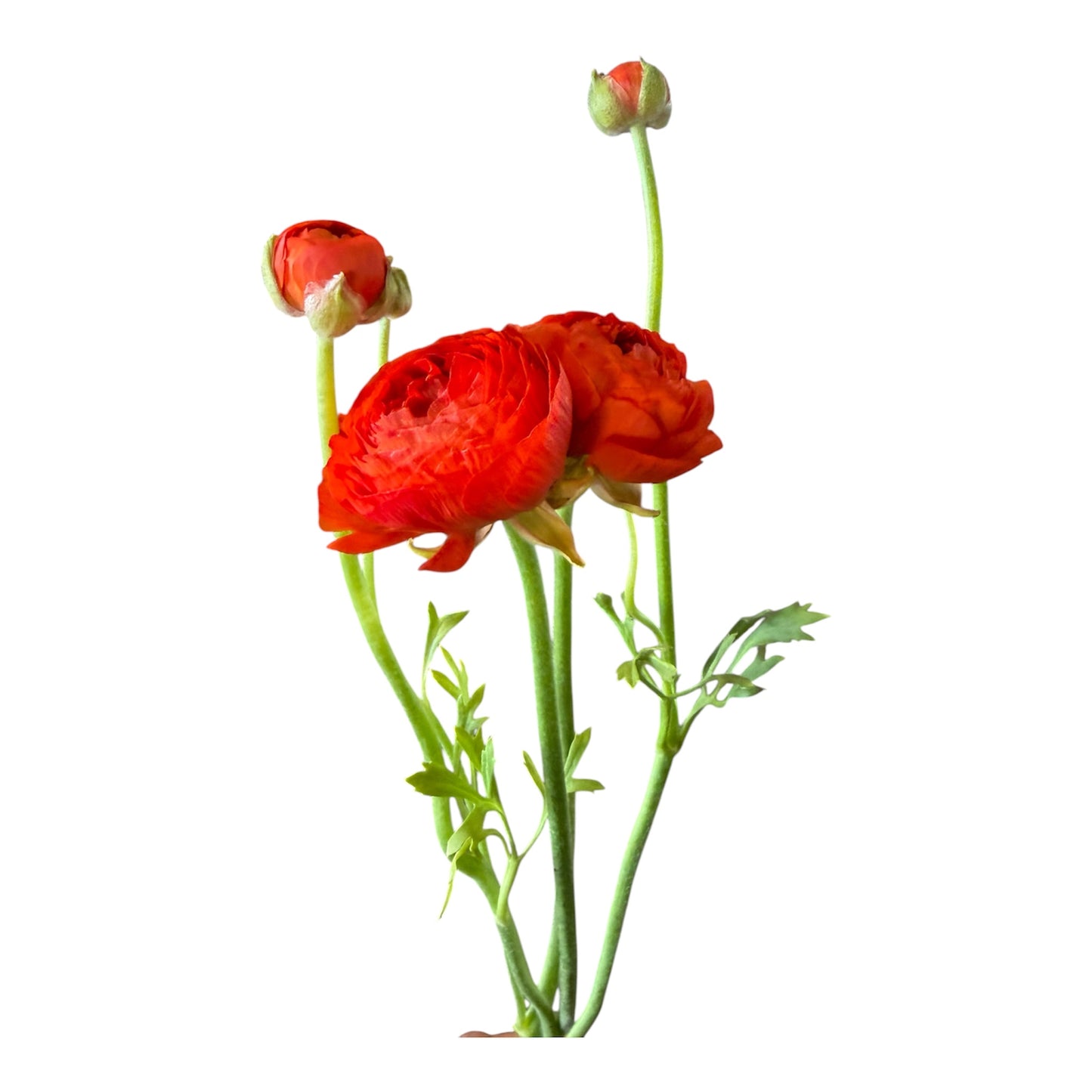 Ranunculus Red -10 stem