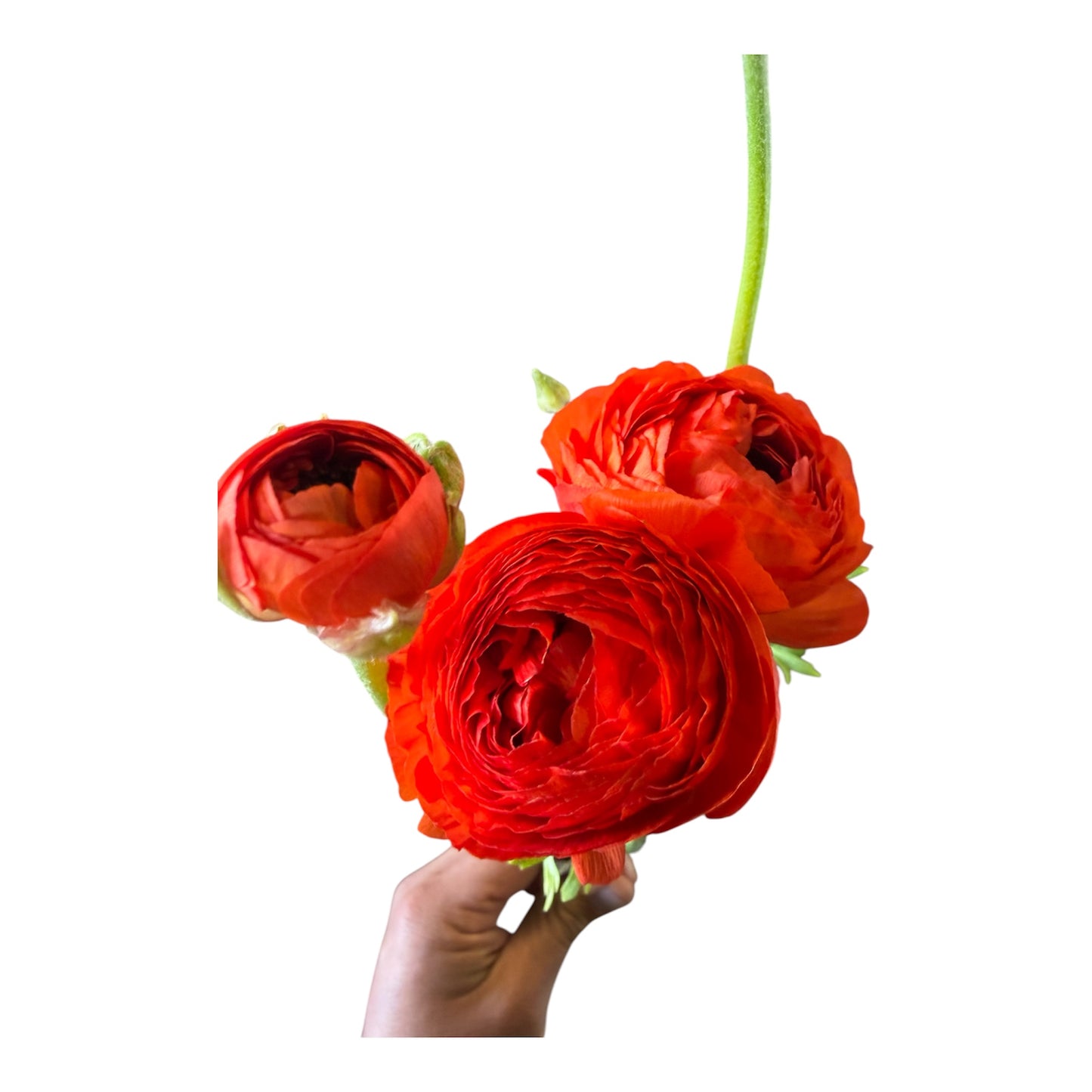 Ranunculus Red -10 stem