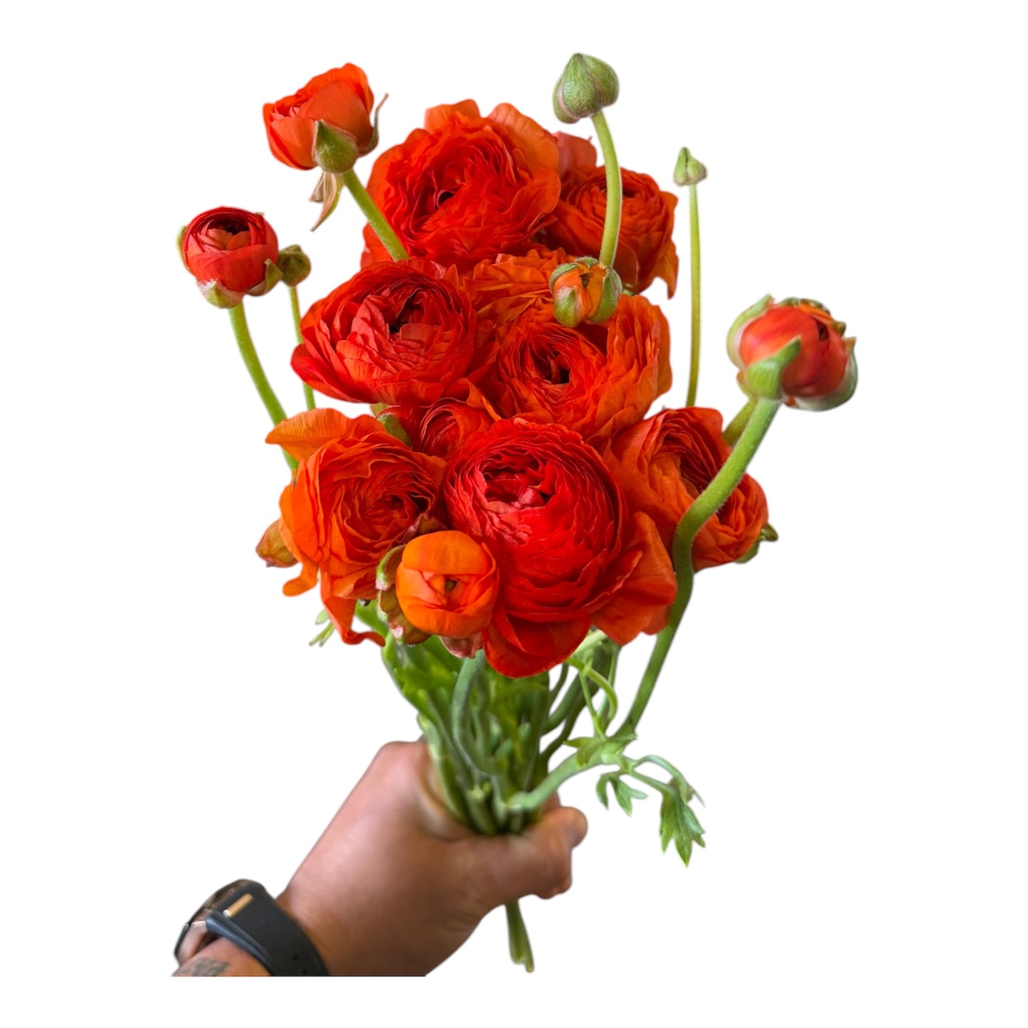 Ranunculus Red -10 stem