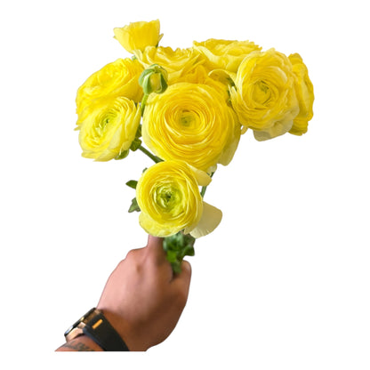 Ranunculus Butter Yellow - 10 stem