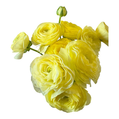 Ranunculus Butter Yellow - 10 stem