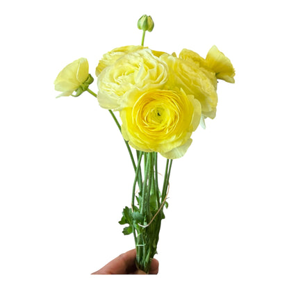 Ranunculus Butter Yellow - 10 stem