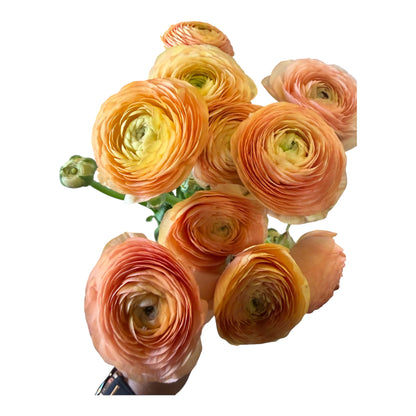 Ranunculus Peach - 10 stem
