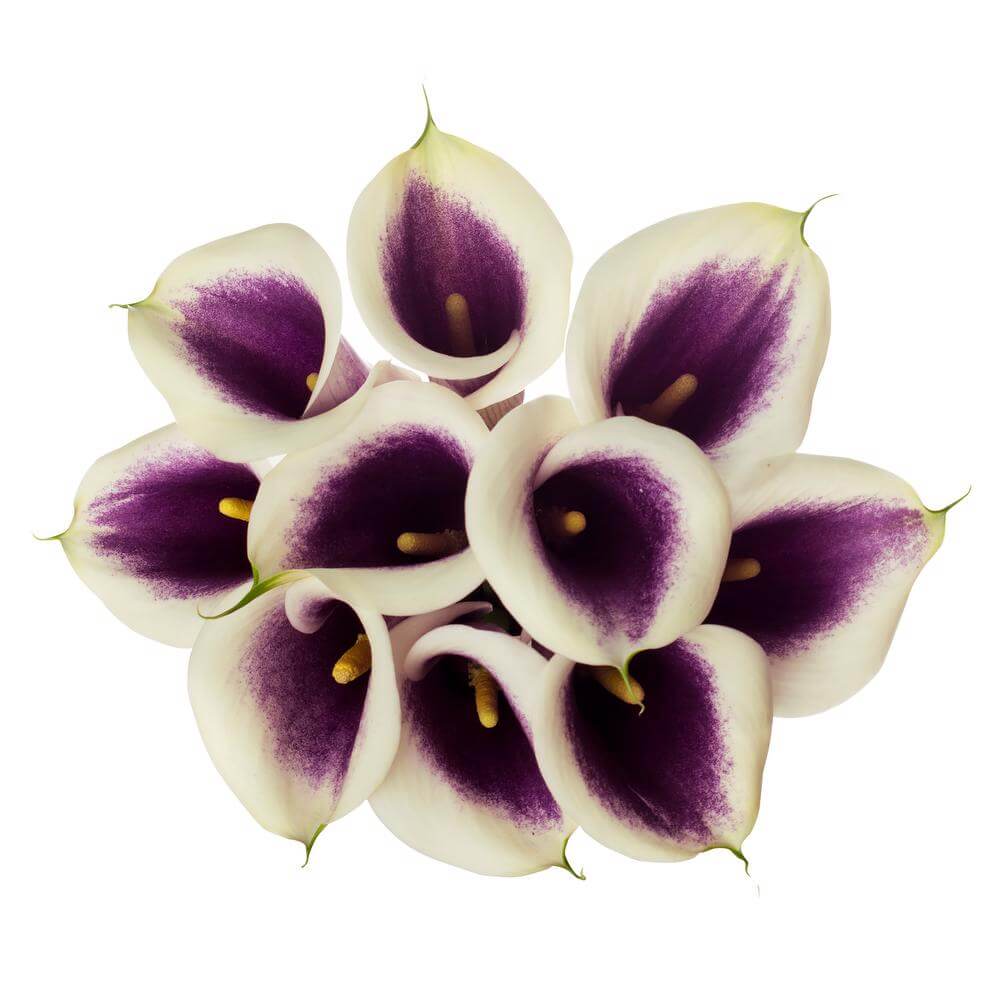 Mini Calla Lillies Picasso - 10 stem bunch