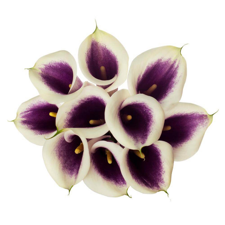 Mini Calla Lillies Picasso - 10 stem bunch