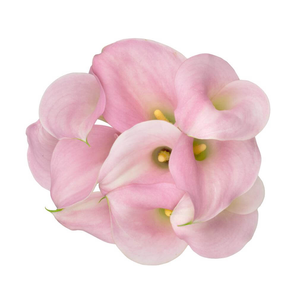Mini Calla Lillies Pink - 10 stem bunch