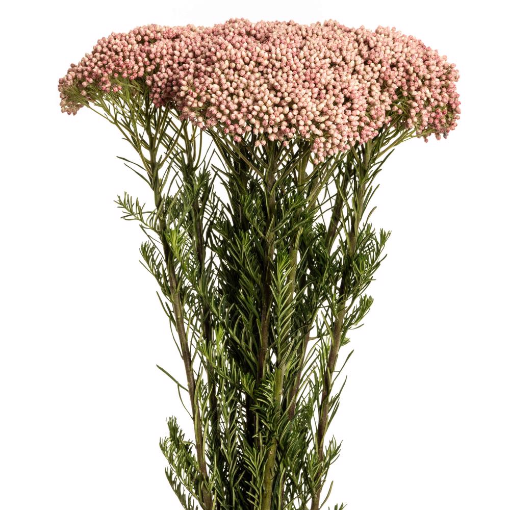 Rice Pink -10 stem bunch