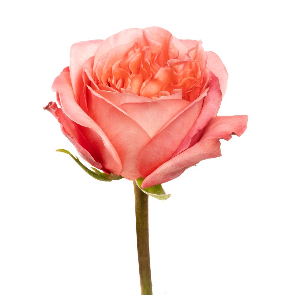 Roses – Skyline Flowers