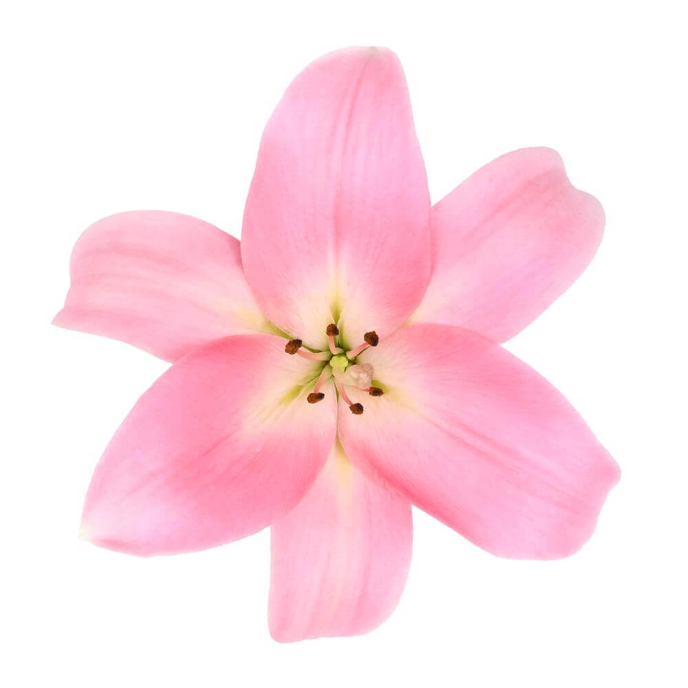 Hybrid Lilly Pink - 10 stem bunch