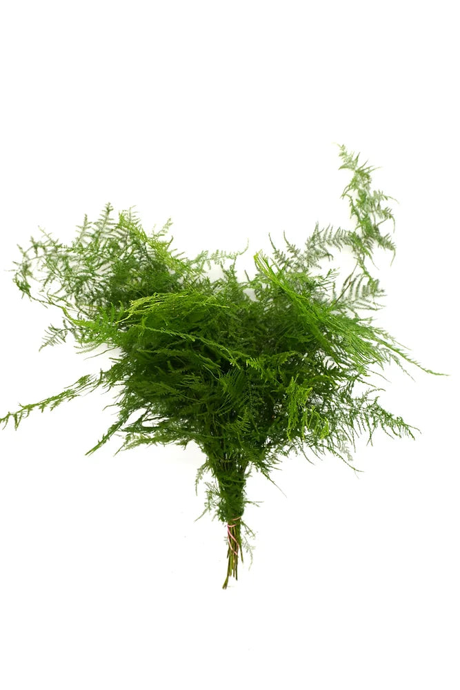 Plumosa - 10 stem bunch