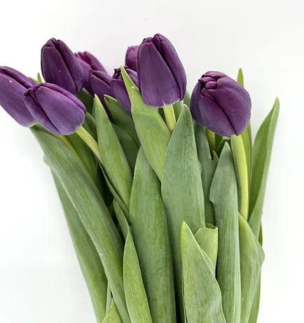 Tulips Purple - 10 stem bunch