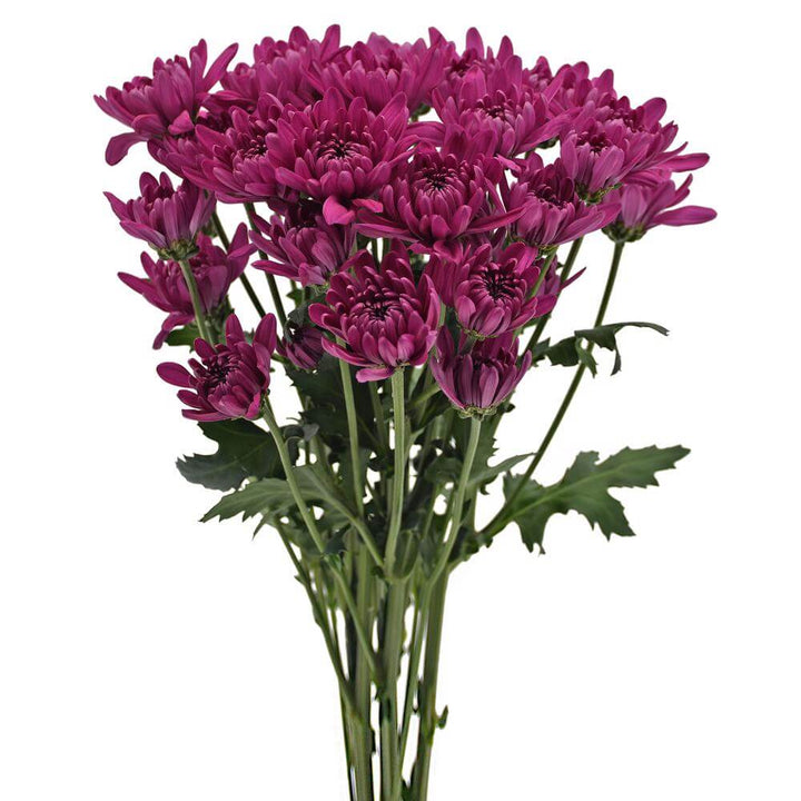 Purple Cushion Pom - 7 stem bunch