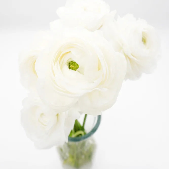 Ranunculus White - 10 stem bunch