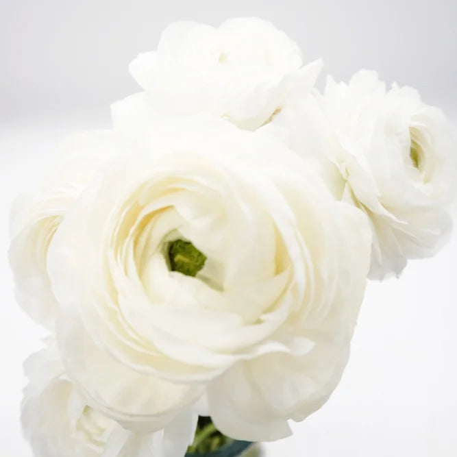 Ranunculus White - 10 stem bunch