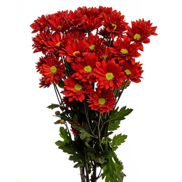 Red Daisy Pom - 7 stem bunch