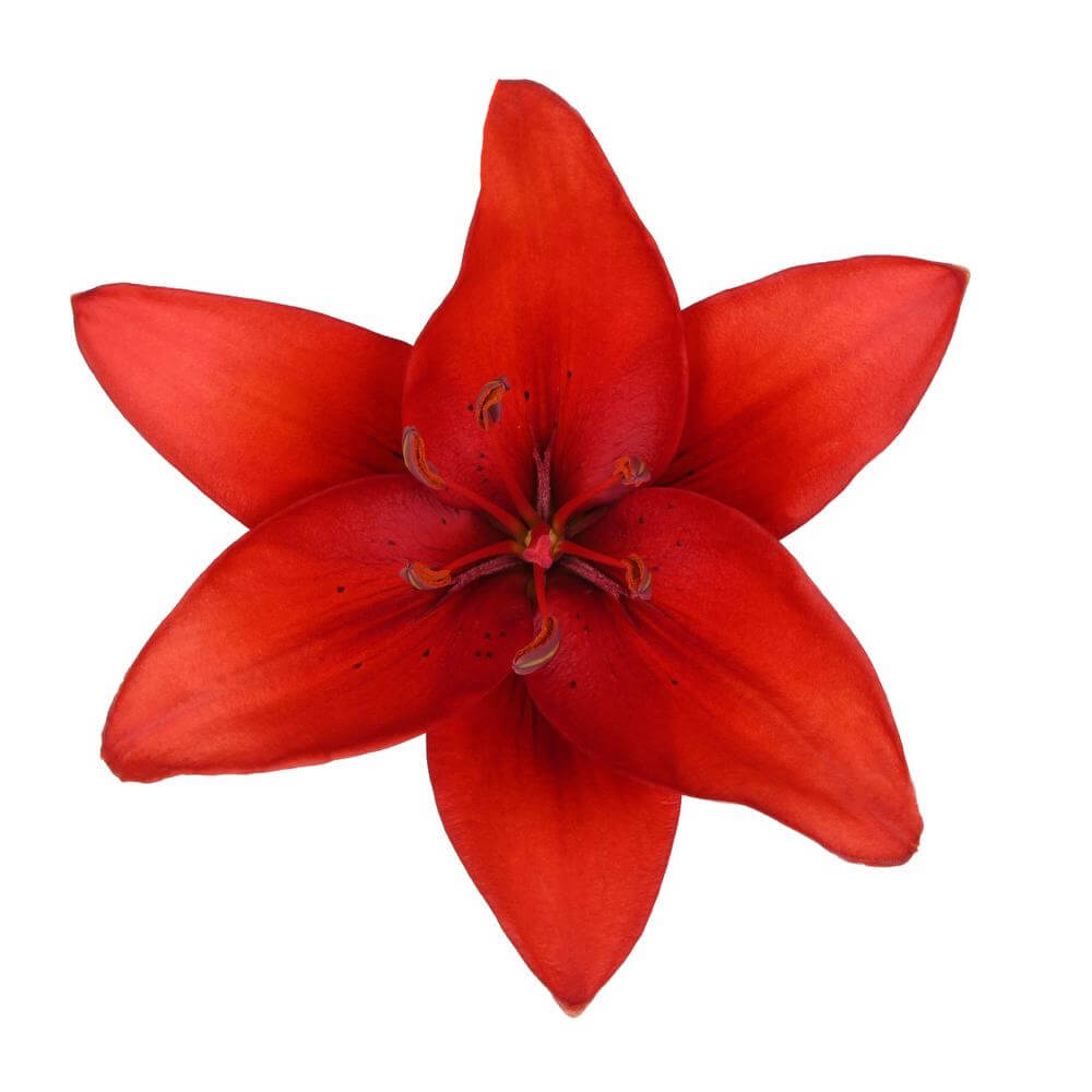 Hybrid Lilly Red - 10 stem bunch