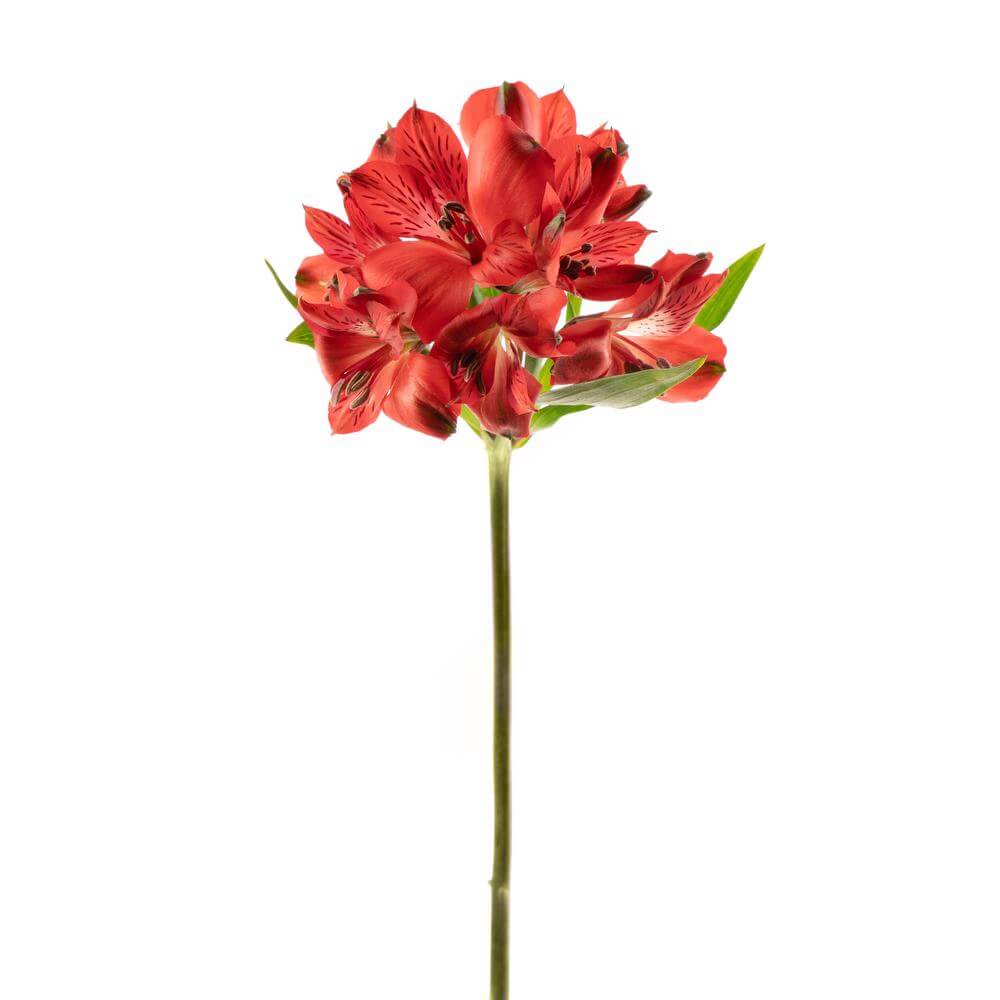 Alstromeria – Skyline Flowers