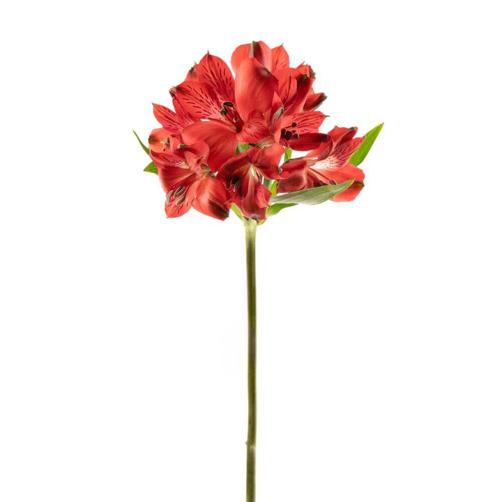 Alstroemeria - Red - 10 stem bunch