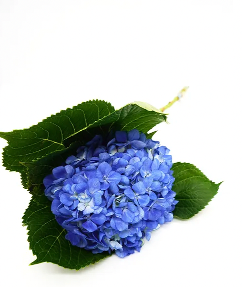 Shocking Blue Hydrangea - 5 stem bunch